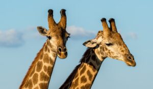 img tanzania.jpg